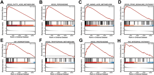 Figure 10 GSEA analysis. (A) KEGG FATTY ACID METABOLISM. (B) KEGG PEROXISOME. (C) WP AMINO ACID METABOLISM. (D) KEGG PPAR SIGNALING PATHWAY. (E) WP FERROPTOSIS. (F) KEGG TRYPTOPHAN METABOLISM. (G) KEGG PROTEASOME. (H) PID INTEGRIN2 PATHWAY.