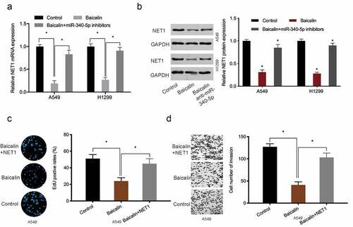 Figure 5. NET1 restoration reversed the effects of baicalin. (a, b) MiR-340-5p inhibition reversed the effects of baicalin on NET1 levels in lung cancer cells. (c, d) NET1 overexpression reversed the suppression effects of baicalin on lung cancer cells phenotypes (proliferation and invasion). *P < 0.05