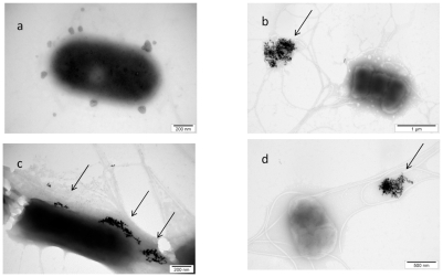 Figure 2 TEM image of Salmonella Enteritidis and gold (Au) nanoparticles: a) control; b, c, and d) Salmonella Enteritidis with Au nanoparticles. Arrows point to nano-Au.
