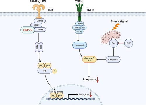 Figure 7 The proposed mechanism by that HSP70 ameliorates inflammation and apoptosis in renal tubular epithelial cells in septic acute kidney injury.