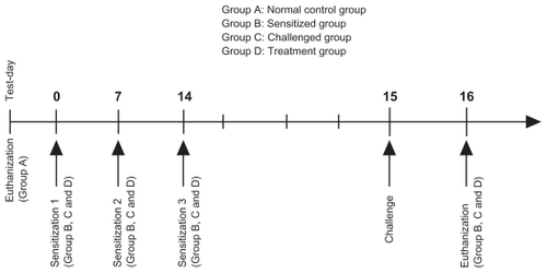 Scheme 1 Sensitization, challenge and treatment protocol.