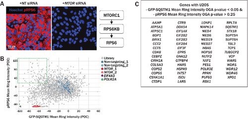 Figure 4. Secondary imaging assay for assessment of MTOR activity. (A) RPS6/S6, is an indirect substrate of MTORC1 and is phosphorylated by RPS6KB. Relative to siRNA transfection with neutral control siRNA (left), MTOR knockdown (right) significantly reduced the intensity of pRPS6, labeled with anti-pRPS6–555 (red). (B) The pRPS6 readout was multiplexed with the primary GFP-SQSTM1 assay, allowing simultaneous measurement of pRPS6 and GFP-SQSTM1 intensities. Upon MTOR knockdown (red, pink), both pRPS6 and GFP-SQSTM1 intensities were dramatically reduced relative to nontargeting controls (blue, light blue). Several siRNAs in the upper left quadrant decreased GFP-SQSTM1 intensity while maintaining high pRPS6 intensity, suggesting an increase in autophagy independent of MTOR inhibition. (C) Genes with U2OS GFP-SQSTM1 mean ring intensity OGA P values < 0.05 and pRPS6 mean ring intensity OGA P values > 0.25 are listed in the table. Knockdown of these genes resulted in an upregulation of autophagy while pRPS6 levels were not significantly reduced.