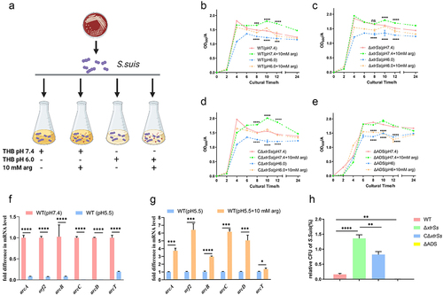 Figure 5. ADS helped S. suis to resist acidic environment. (a) Schematic diagram of measuring growth curves of S. suis under different conditions as marked created with BioRender.com. Growth curves of WT (b), ΔxtrSs (c), CΔxtrSs, (d) and ΔADS (e) under different conditions. The change transcription levels of ADS-related genes of WT when treated in THB (pH 7.4) or acidified THB (pH 5.5) (f) and in acidified THB (pH 5.5) with or without 10 mM arginine supplement (g). (h) Survival rates of different S. suis strains under acid stress of artificial gastric juice. All data are represented as mean ± SEM of triplicate samples (*, p < 0.05; **, p < 0.01; ***, p < 0.001; ****, p < 0.0001; ns, no significance).