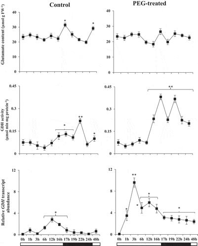 Figure 3. Glutamate content (µmol g FW−1) and GDH activity (µmol min mg protein−1) and relative transcript abundances (fold change) of GDH encoding gene in control and PEG-treated N. tabaccum plants at day/night cycle, 24 and 48 hours. Values presented are the mean ± SE (n = 6) of two independent experimental series. *p < .05 and **p < .01