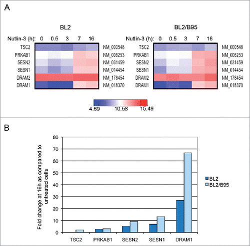 Figure 3. Changes in global gene expression analysis of EBV-negative BL2 and EBV-positive latency III BL2/B95 cells according to nutlin-3 treatments. (A) Probes corresponding to genes relative to autophagy are represented using heatmaps. (B) Fold change in mRNA levels for autophagy-related genes in both cell lines treated for 16 h as compared to untreated cells.