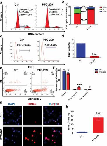 Figure 3. Effects of PTC-209 on cell proliferation and apoptosis in MLTC-1 cells. (a) Flow cytometry-based propidium iodide (PI) staining of MLTC-1 cells treated with 10 μM PTC-209 or DMSO (Ctr) for 48 h. (b) Quantification of a. Sample number = 3. (c) Flow cytometry-based EdU incorporation test of MLTC-1 cells treated with 10 μM PTC-209 or DMSO for 48 h. (d) Quantification of c. Sample number = 3. (e) Flow cytometry-based Annexin V-FITC/PI staining of MLTC-1 cells treated with 10 μM PTC-209 or DMSO for 48 h. (f) Quantification of e. Sample number = 3. (g) TUNEL assay for MLTC-1 cells treated with 10 μM PTC-209 or DMSO for 48 h. (h) Quantification of g. Sample number = 3. Scale bar: 20 μm. * p < 0.05; ***p < 0.001; n.s.: no significance, Student’s t-test.