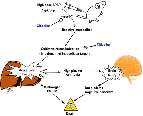 Figure 5 Schematic representation of the effect of citicoline on hyperammonemia and hepatic encephalopathy-induced brain injury.