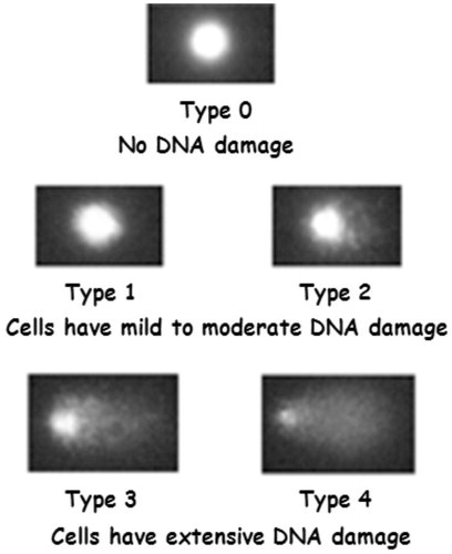 Figure 2. Classes of DNA damage. Source: Waters DJ et al. (Citation2007).