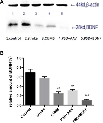 Figure 10 (A, B) BDNF protein expression levels in the hippocampus 10 days after BDNF-HA2TAT/AAV nasal administration (Western blot). Lanes 1–5 represent a single individual in the same group. Error bars represent one standard error of the mean. All data from animal groups: Control (n=8), Stroke (n=7), CUMS (n=8), PSD+AAV (n=7), PSD+BDNF (n=7). Other groups compared with control group: **P<0.01, ***P<0.001.