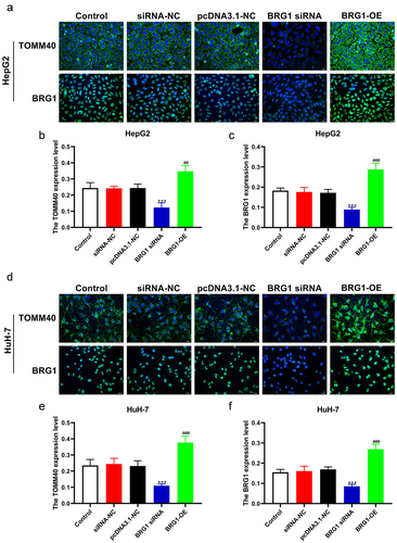 Figure 8. BRG1 induces the expession of TOMM40 in HCC cells. (a) HepG2 cells were immunostained with TOMM40 and BRG1 antibody after BRG1 knockdown or overexpression. Scale bar, 20 μm. (b and c) the relative fluorescence intensity was analyzed by ImageJ software (n = 10). ***p < .001 vs siRNA-NC, ##p < .01, ###p < .001 vs pcDNA3.1-NC. (d) HuH-7 cells were immunostained with TOMM40 and BRG1 antibody after BRG1 knockdown or overexpression. Scale bar, 20 μm. (e and f) the relative fluorescence intensity was analyzed by Image J software (n = 10). ***p < .001 vs siRNA-NC, ###p < .001 vs pcDNA3.1-NC.