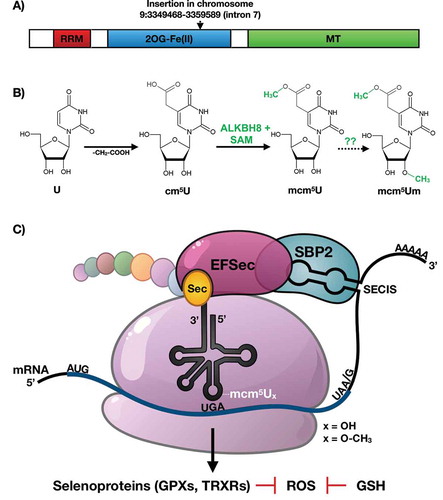 Figure 1. ALKBH8 domain structure, modification chemistry and the translation of selenoproteins.