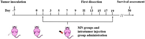 Figure 2. Schematic diagram of administration method for BALB/c mice.