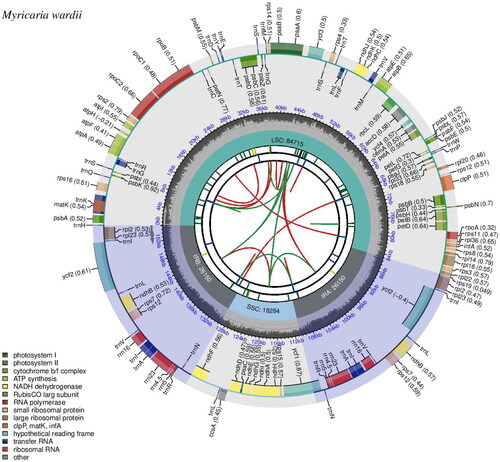 Figure 2. Gene map of the Myricaria wardii plastid genome. The map consists of six circles, each with the following information from the center outward: the circle closest to the center was indicated by red and green arcs for forward and reverse repeats, respectively. The second and third circles are indicated by short bars for tandem repeats and microsatellite sequences, respectively. The fourth circle indicates the positions of the LSC, SSC, IRA, and IRB regions, respectively. The fifth circle indicates the GC content. The outer circle indicates the function of the gene. Different colors are used to show different functional categories, as shown in the lower left of the picture.