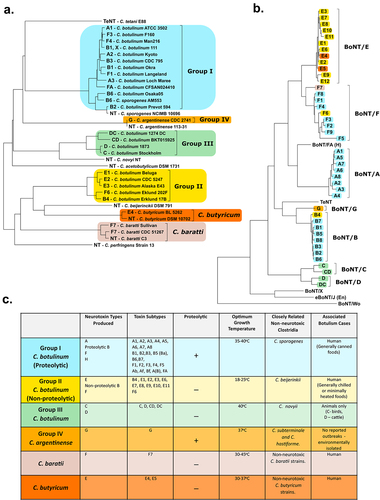 Figure 1. Classification of C. botulinum and the other BoNT producing strains. (a) A phylogenetic dendrogram of a representative selection of strains producing the seven different serotypes of BoNT and other related clostridia (NT – nontoxigenic strain). Constructed by average nucleotide identify from published whole genome assembly sequences and neighbour-joining tree method (b) Dendrogram comparing the protein sequences of all BoNT toxin types including the tetanus toxin (TeNT). Amino Acid sequences analysed by ClustalW alignment and tree created using the Maximum Likelihood method. (c) Table summarising the Clostridium spp. known to produce the BoNT; depicting the six phylogenetically distinct BoNT neurotoxic clostridia. Colours throughout refer to the group the strain or toxin type belongs to. All evolutionary analyses were conducted in MEGA11, with prior multiple sequence alignment of whole genomes by CLC Genomics Workbench 21.0.3 (CLC Bio, Aarhus, Denmark).