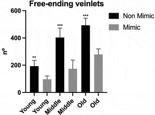 Figure 7. Quantification of the free-ending veinlets. Number of free-ending veinlets per leaf. Black bars correspond to non-mimic leaves (control), without contact with plastic leave. Gray bars correspond to mimic leaves, with close contact with plastic leaves. Leaves were classify into young, middle and old regarding their age. Measurements performed in 4 biological repetitions and two-tailed Student’s t-test was used to identify significant differences between mimick and non-mimic leaves. P-values<0.05 were considered significant (***P < .001; **P < .01; *P < .05). The error bars reported in all graphs represent standard deviation.