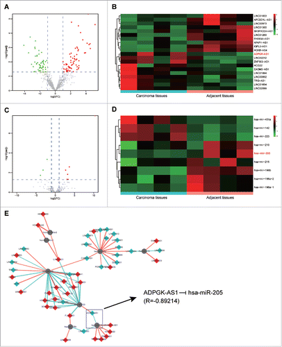 Figure 1. LncRNA and miRNA expression profiles in pancreatic cancer (A) Volcano plot of LncRNA expression profile in PC; (B) Heatmap of LncRNA expression profile in PC; (C) Volcano plot of miRNA expression profile in PC; (D) Heatmap of lncRNA expression profile in PC; (E) The lncRNA/miRNA interaction, predicted an direct association between miR-205-5p and ADPGK-AS1.