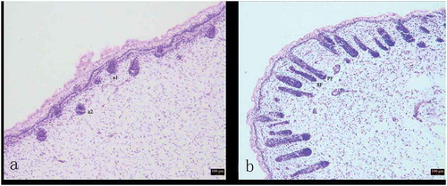 Figure 1. Variation in process of secondary hair follicle morphogenesis in Chinese Merino sheep during the foetal period.A: 75 days of foetal development (100×); B: 85 days of foetal development (100×) a1: Hair germ cells, a2: Dermal fibroblasts, PF: Primary hair follicle, SF: Secondary hair follicle