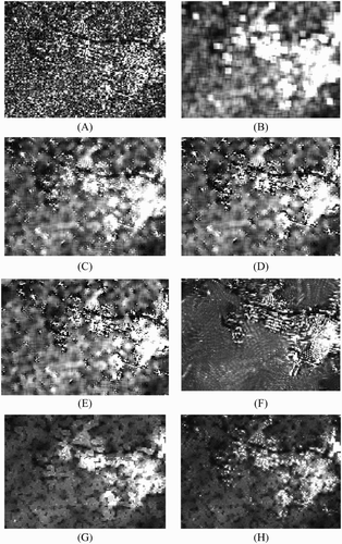 Figure 13. A small subset of St. John’s (A) original one-look HH intensity image, (B) the 5 × 5 average filtered image, (C) the 5 × 5 MMSE (Lee Citation1980, Citation1981a) filtered image, (D) the 5 × 5 enhanced Lee (Lopes, Touzi, and Nezry Citation1990) filtered image, (E) the 5 × 5 Gamma (Lopes et al. Citation1993) filtered image, (F) PPB (Deledalle, Denis, and Tupin Citation2009) filtered image with hw = 10, hd = 3, and 4 iterations, (G) average filtered image with adaptive window size, and (H) MMSE filtered image with adaptive window size highlighting urban areas from the St. John’s image.