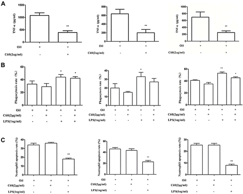 Figure 2 Effect of C60-Oil on the release of TNF-α, phagocytosis, and apoptosis by human neutrophils. (A) Effect of C60-Oil on the release of TNF-α by human neutrophils (± s, n=3). The results were obtained by examining blood samples from three different volunteers. * P < 0.05 vs the Oil group, ** P < 0.01 vs the Oil group. (B) Effect of C60-Oil on the phagocytic activity of human neutrophils (± s, n=3). * P < 0.05 vs the Oil group, ** P < 0.01 vs the Oil group. (C) Effect of C60-Oil on the apoptosis of human neutrophils (± s, n=3). * P < 0.05 vs the Oil group, ** P < 0.01 vs the Oil group.