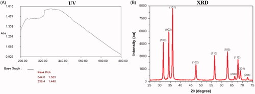 Figure 1. UV-visible spectrum absorption pattern and X-ray diffraction analysis of ZnO-NPs synthesized from Allium cepa. UV-VIS absorption spectra of ZnO-NPs. The peak values for UV-VIS, plotted between ZnO-NPs/absorbance ratios. The highest absorbance peak is about 344.00. All solutions were in water. The XRD pattern showed dissimilar concentration peaks in the entire band of 2θ values between range from 25° to 75° for the A. cepa extract. The A. cepa synthesized ZnO-NPs were indexed as 100, 002, 101, 102, 110, 103, 200, 112, 201 and 004. The zinc was indexed and excited at 101 and 100.