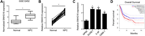 Figure 1 SNHG16 is highly expressed and indicates poor prognosis in NPC. (A) The SNHG16 expression data in NPC tissues were obtained from the GEO datasets in accession GSE12452. (B) SNHG16 expression in 26 NPC tissues and adjacent normal tissues was measured. (C) SNHG16 level was upregulated in NPC cell lines via RT-qPCR. (D) Kaplan–Meier analysis was conducted to illustrate the correlation between SNHG16 expression and survival time of NPC patients. *p < 0.05.