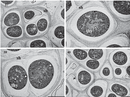Figs 37–40. Transmission electron micrographs of cells of Parakomarekiella sesnandensis. Microphotographs showing thick and firm sheath. Figs 37–40, presence of cell inclusions/vesicles. Fig. 39, and thylakoids. Figs 38, 39. Sh, sheath; V, vesicle; Thy, thylakoids. Scale bar: 2 µm
