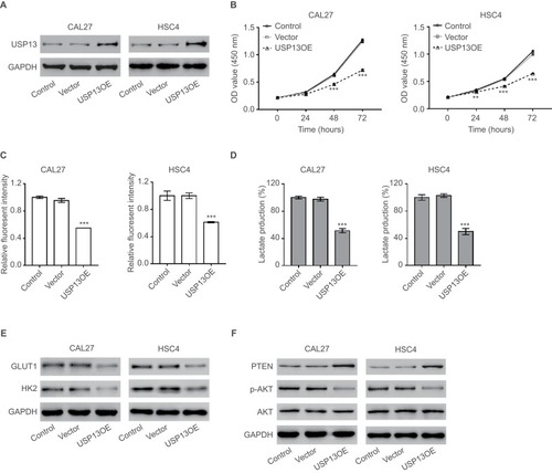 Figure 2 USP13 overexpression suppressed OSCC cell proliferation and the Warburg effect.