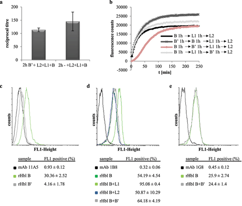 Figure 8. Consecutive and combined application of rHbl B,’ B, L1 and L2 to Vero cells. Concentration of all proteins was 1.5 pmol/µl. (a). WST-1 bioassay. Vero cells were pre-incubated for 2 h with and without 1:40 dilution of rHbl B’ and washed three times in medium before application of a dilution series of rHbl L2+L1+B for 4 h. (b). PI influx test. rHbl components were individually and consecutively applied to the Vero cells in 1:40 dilution each. After each component, cells were washed three times in medium. (c). Flow cytometric analysis of rHbl B and rHbl B’ on Vero cells using mAb 11A5. Black: negative control without antigen. Light green: rHbl B. Grey: rHbl B.’ Mean and standard deviation (fluorescence-positive cells) of two runs, each in duplicates, are shown. (d). Flow cytometric analysis of rHbl on Vero cells using mAb 1B8. Black: negative control without antigen. Dark green: rHbl B. Light green: rHbl B+L1. Blue: rHbl B+L2. Grey: rHbl B+B.’ Means and standard deviations (fluorescence-positive cells) of triplicates are shown. (e). Flow cytometric analysis of rHbl on Vero cells using mAb 1G8. Black: negative control without antigen. Light green: rHbl B. Grey: rHbl B+B.’ Means and standard deviations (fluorescence-positive cells) of triplicates are shown. Additional flow cytometry data can be found in Figure S1. Here, one representative overlay histogram is depicted, respectively.