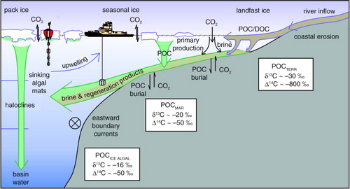 Fig. 3  Carbon transformation in shelf seas with substantial terrestrial organic carbon input. Composition estimates based on Goñi et al. (Citation2005) and Stein & Macdonald (Citation2004). Particulate organic carbon and dissolved organic carbon are abbreviated to POC and DOC, respectively.