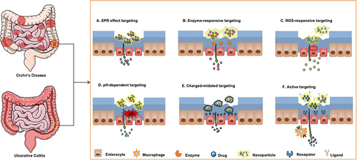 Figure 1 Strategies for inflammatory bowel disease treatment using nanoparticle-based drug delivery systems. Nanoparticles specifically target inflammatory colonic epithelial cells based on enhanced permeability and retention effects (A), specific enzyme levels (B), reactive oxygen species (ROS) levels (C), specific pH levels (D), electrostatic interactions (E), and ligand-receptor interactions (F).