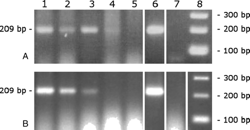 Figure 1.  Sensitivity of the PCR for the detection of H. meleagridis in A. diaperinus samples. Adult (1a) and larvae (1b) were artificially infected to obtain concentrations of 103 H. meleagridis per beetle (lane 1), 102 parasites per beetle (lane 2), 10 parasites per beetle (lane 3), 1 parasite per beetle (lane 4), 10−1 parasites per beetle (lane 5), positive control for H. meleagridis (lane 6), negative control (lane 7) and a 100 bp DNA ladder (lane 8).