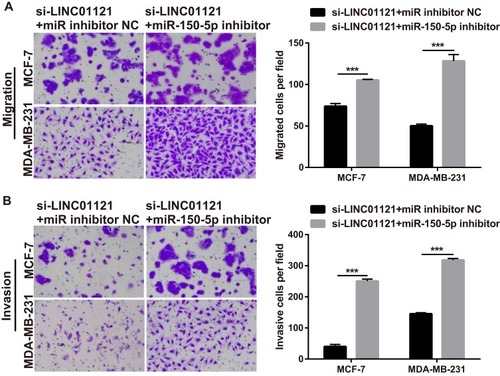 Figure 8 miR-150-5p knockdown significantly attenuated the repressive effects of LINC01121 down-regulation on the migration and invasion of breast cancer cells (A and B) Migration and invasion of MCF-7 and MDA-MB-231 cells were measured by transwell after co-transfected miR-150-5p inhibitor and si-LINC01121 or co-transfected with an NC inhibitor and si-LINC01121 at 48 h (***p < 0.001).