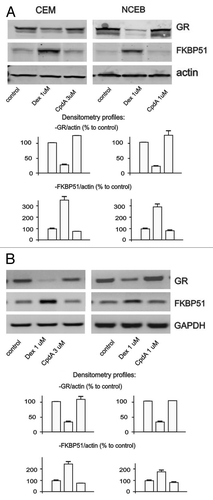 Figure 4. CpdA does not induce cell desensitization. Cells were treated with solvent (control), Dex and CpdA for 24 h. The expression of GR and FKBP51 was analyzed by western blotting of whole cell protein extracts (A), and by SQ-RT-PCR (B). To verify equal loading and adequate transfer in western blot analysis, the membranes were probed with anti-actin antibodies. Amounts of PCR-products were normalized to the amount of GAPDH PCR-product.