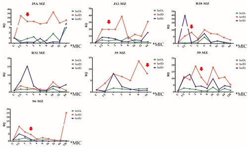 Figure 4. Changes in efflux pump gene expression and rdxA gene mutation during the process of metronidazole-induced resistance (red arrow means the first amino acid mutation, MZ: metronidazole).