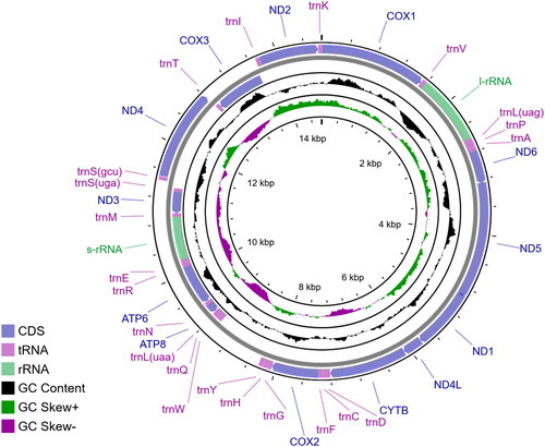 Figure 2. The mitochondrial genome of Laeocathaica amdoana Möllendorff, Citation1899, HBUMM08456 (OP866270). Arrows indicate the directions of transcription.