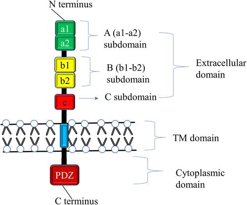 Figure 1 Schematic diagram of NRP1 Structure. NRP1 contains a large N-terminus extracellular domain comprising A (a1-a2), B (b1-b2), and C subdomains, a very small single-pass plasma membrane spanning TM domain, and a short cytoplasmic domain in the inner side of the cell membrane possessing PDZ-binding motif that can interact with various proteins. The a1/a2/b1 segment binds with SEMA3s, VEGFs, and other proteins, and the C domain involved in receptor dimerization with the TM domain. The b1 of NRP1 binds with S protein of SARS-CoV-2 and facilitate infection.