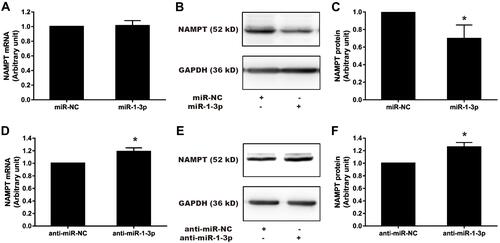 Figure 7 Effect of miR-1-3p mimics and inhibitors on NAMPT mRNA and protein expression in HCT116 cells. Cells were transfected with 50 nM miR-1-3p mimics, anti-miR-1-3p, or their corresponding NC. NAMPT mRNA was detected by qRT-PCR and protein was detected by Western blot at 48 h post-transfection. (A) Detection of NAMPT mRNA after miR-1-3p mimics treatment. (B and C) NAMPT protein expression and densitometry analysis after miR-1-3p mimics treatment. (D) NAMPT mRNA detection after transfection with anti-miR-1-3p. (E and F) NAMPT protein expression and densitometry analysis after transfection with anti-miR-1-3p. n=3; *P < 0.05.