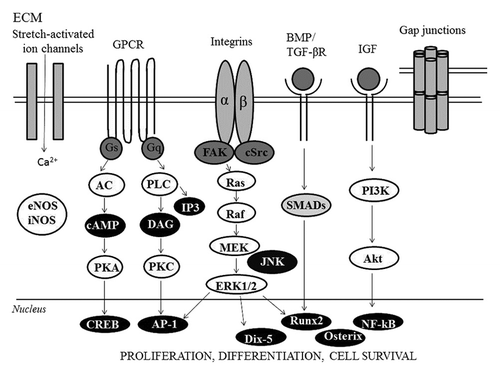 Figure 2. Schematic representation of the main molecular pathways involved in bone responses to mechanical strain.
