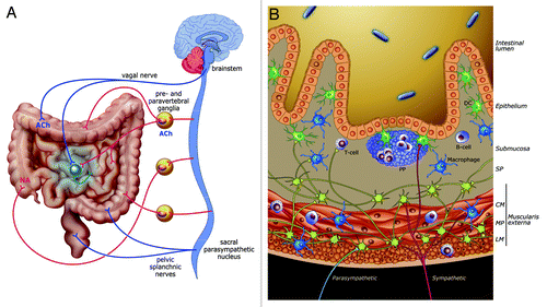 Figure 1. Innervation and interactions between nervous and immune system in the intestine. (A) Sympathetic (red) and vagal (blue) innervation of the small and large intestine. Sympathetic postganglionic neurons are found in prevertebral ganglia while a pool of enteric neurons (in green) constitutes postganglionic neurons of the vagal innervation. The colon receives two parasympathetic inputs: one of them originates from the brainstem (DMV) while the other rises from sacral parasympathetic nuclei. Of note, the distal colon receives either a direct sacral parasympathetic innervation or an indirect innervation (synapse with postganglionic neurons located in pelvic ganglia, not shown). (B) Vagal inputs (in blue) solely innervate myenteric neurons. Sympathetic inputs (in red) make synaptic contact with enteric neurons and immune cells in both smooth muscle layers and PPs. Enteric fibers (in green) also project to PPs and are found in the close vicinity of macrophages. CM, circular muscularis; LM, longitudinal muscularis; MP, myenteric plexus; SP, submucosal plexus