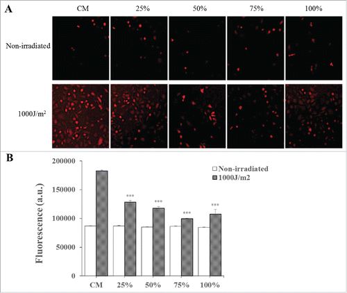 Figure 6. Measurement of intracellular ROS generation by the H2DCFDA fluorescent probe. (A) CDSC-CNM decreases UVB-induced ROS in photo-aged HaCaT cells. (B) Total fluorescence is expressed as arbitrary units. The data are expressed as the mean ± SD. *** (P < 0.001) indicates significant differences compared with non-irradiated cells in the same concentrations of CDSC-CNM.