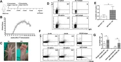 Figure 1 B cell subset analysis of CIA mouse spleen and peripheral blood. (A) The CIA mouse model was established using 10-week-old DBA/1 mice, which underwent two cycles of immunizations (at 0w and 3w). Healthy age-matched DBA/1 mice were used as the Ctr group. (B and C) The dynamic changes of arthritis scores in the CIA mouse model and pictures of foot arthritis in Ctr and CIA mice at 10w. (D and E) Comparison of the IgG1+GL7+ germinal center B cell in B220+ cells in the spleen of four pairs of Ctr and CIA mice (at 10w). (F and G) Comparison of the CD138+IgG1+ plasmablast percentages in B220+ cells in the peripheral blood (PB) and spleen of four pairs of Ctr and CIA mice. Data are from a single experiment representative of two independent experiments. Gating was according to isotype controls. Data are the mean ± SD. Results were compared using Student’s t test. *P < 0.05.