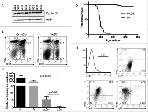 Figure 4. Ccnd3 Drives Transformation of Atm-deficient Thymocytes. (A) Western blot analysis of Ccnd3 and actin expression in the indicated VA T-ALLs. (B) Representative flow cytometry analysis of CD4 and CD8 expression on thymocytes from Ccnd3−/− and VAD3 mice. Indicated on the plots are the frequencies of cells in the DN, DP, CD4+ SP, and CD8+ SP gates. (C) Graph showing the average numbers of total thymocytes from WT (n = 8), VA (n = 10), Ccnd3−/− (n = 5), and VAD3 (n = 3) mice. Error bars are SD. (B and C). This analysis was independently performed more than 3 times. The WT and VA data are also shown in Figure 1. (D) Kaplan-Meier curves depicting the cancer-free survival of the 28 cohort VAD3 mice and the 27 cohort VA mice from Figure 1. (E) Flow cytometry analysis of TCRβ, CD4 and CD8, B220 and CD43, or B220 and IgM on VAD3 tumor 676. Gates were drawn using normal thymocytes or splenocytes. Shown are the percentages of cells in each gate.