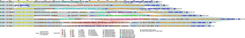 Figure 1 Linear comparison of the sequenced plasmid.Notes: A linear comparison of the group of plasmids namely pKPN-c22, pKPSH11, p6234-198.371k, pKPN3-307_TypeC, pKPN3-307_typeA, pA1705-qnrS, p911021-tetA and p1642-tetA was performed containing the replication initiation genes repA and the repB1. Genes are indicated by arrows; genes, moving elements, and other regions are represented by different colors by function; shaded parts indicate regional nucleotide identity is greater than 95%.