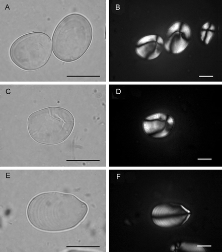 Fig. 2  Starch grains from modern reference samples [mounted in glycerol jelly; transmitted or cross-polarized light (CPL), the latter with black background; 600×and 400×; (B), (D) and (F) shown at lower magnification; scale bars: 20 m]. (A–D) Starch grains of Dioscorea nummularia tuber. Grains are triangular, sometimes oblong to ovate, with a width:length ratio of~0.6, up to~45 m long (Fullagar et al. 2006). Grains also often have a fissured hilum, shown in (C). (B) and (D) shown in CPL with eccentric Maltese crosses. (G,H) Starch grain of Dioscorea pentaphylla tuber. Grains are ovate to triangular, up to ~75 m long, commonly with a ‘clearly sculptured’ or ‘pinched’ narrow end, fan-like (Fullagar et al. 2006). (F) Shown in CPL with eccentric Maltese cross.