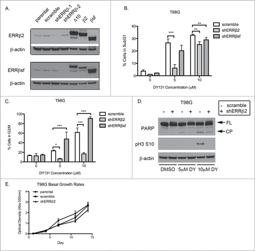 Figure 4. ERRβ2 knockdown reverses DY131-mediated cell death and G2/M arrest in T98G cells. (A) ERRβsf(cl.05) and ERRβ2 (cl.07) protein expression in T98G shERRβ stable cells. Lanes labeled Δ10, β2, and SFβ2 contain whole cell lysate from T98G cells transiently transfected with the indicated cDNA. (C) Percentage of T98G shERRβ stable cells in subG1 after 24 h DY treatment determined by flow cytometry (n = 3, 2-way ANOVA). (C) Percentage of T98G shERRβ stables cells in G2/M after 24 h DY treatment determined by flow cytometry (n = 3, 2-way ANOVA). (D) PARP and phospho-H3 ser10 protein expression in control cells compared to shERRβ2 cells after 24 h DY treatment. (E) Crystal violet assay staining total DNA (measured by absorption at 550 nm) to determine basal growth rates of T98G parental, stable scramble control and shERRβ2 stable cells. (*P < 0.05 **P < 0.01 ***P < 0.001).