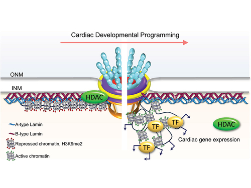 Figure 5. Schematic of NPC/nucleoporin directed cardiac-specific transcriptional programming, leading to cellular differentiation. In immature cells (left), histone deacetylases (HDACs) block chromatin interactions and expression. Upon cardiomyocyte differentiation (right), HDACs are released, and clusters of cardiac-specific genes localize at the nuclear rim, where their expression is activated by transcription factors (TF). ONM, outer nuclear membrane; INM, inner nuclear membrane. Arrows (↱) indicate active transcription.