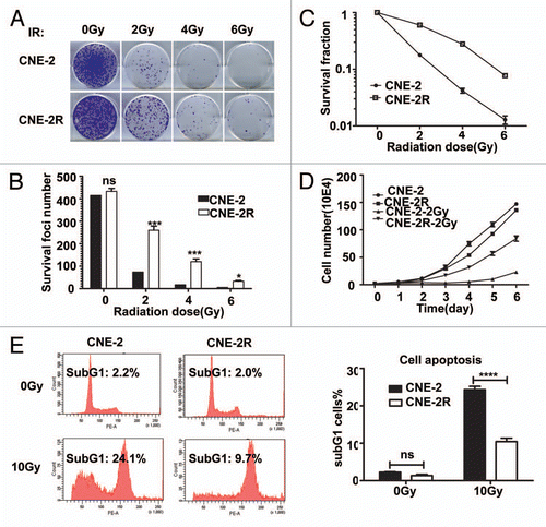 Figure 1 CNE-2R is radio-resistant. (A) CNE-2R is more IR resistant than CNE-2. Indicated cell lines were treated with indicated amounts of irraditiation and forci-formation was indicated. (B) CNE-2R has reduced numbers of forci formation. Indicated cells were plated in triplicate and exposed to a range of IR doses (0–6 Gy). The numbers of foci-formation were presented as bar graphs. (C) CNE-2R has reduced survival fraction. Survival fractions were calculated by dividing the number of colonies formed after IR by the corresponding number of colonies formed without IR from experiments in (B). (D) Growth of CNE-2R is not affected by IR. CNE-2 and CNE-2R plated in 24-well culture plates were exposed to IR with 2 Gy and cell growth was monitored by counting cell numbers. (E) CNE-2R is resistant to IR-induced cell death. The cells were treated with or without 10 Gy IR for analysis of apoptosis of CNE-2 and CNE-2R cells after IR. At 48 h post-irradiation, the cells were stained with PI and the percentage of sub-G1 cells was measured by flow cytometry in three independent experiments. ns, no significance; *p < 0.05; ***p < 0.001, ****p < 0.0001. Data were presented as mean ± SD.