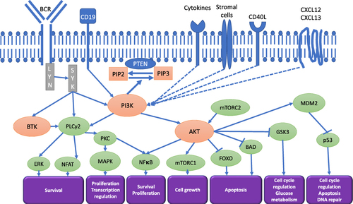 Figure 1 Phosphoinositide 3-kinases pathways interactions in B-cell lymphoid malignancies.
