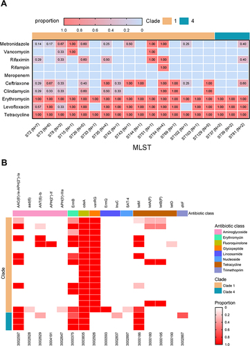 Figure 2 Resistance rates based on in vitro MIC data and distribution of in silico predicted ARGs. (A) Antibiotic resistance rate across ST and MLST clades. The heatmaps present proportions of antibiotic resistant samples for each antibiotic from top to bottom against MLST and color-coded according to clade. The number is the proportion of antibiotic resistance rate. (B) The presence of ARGs identified using the CARD indicated with a red line. The ARGs are implied by gene name (top) and Antibiotic Resistance Ontology accession number (bottom), and the relevant antibiotic class and clade are separately showed by the color-coded X and Y axes. The heatmaps represent the proportions of antibiotic resistant isolates.