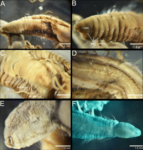 Figure 4  Protocirrineris nuchalis. A, anterior end, dorsal view; B, anterior end, dorso-lateral view showing prostomium and peristomium; C, insertion of tentacular filaments from chaetigers 7–16; D, mid-body in ventral view; E, posterior end with pygidium; F, MGSP of anterior end of syntype 2. (pr, prostomium; per, peristomium; nuO, nuchal organ; ch, chaetiger; br, branchia).